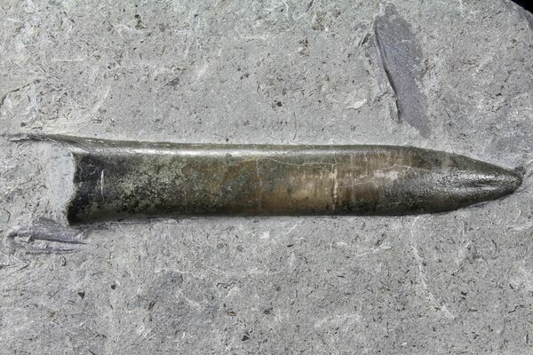 The fossilized guard of a belemnite from Holzmaden, Germany.
